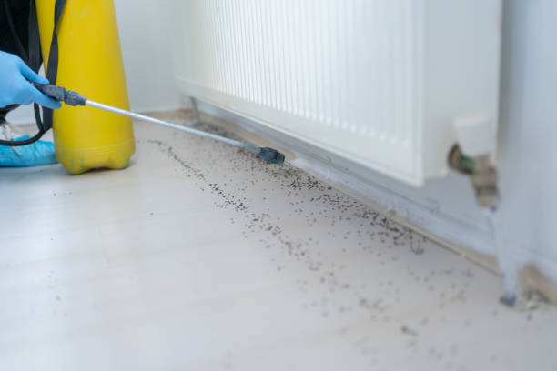Best Rat Extermination Near Me  in Bakersfield Country Clu, CA
