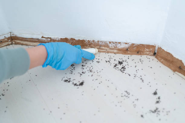 Reliable Bakersfield Country Clu, CA Pest Control Solutions